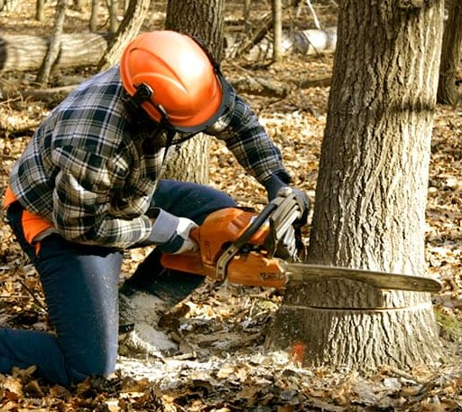 Tree Removal in Bandy, VA